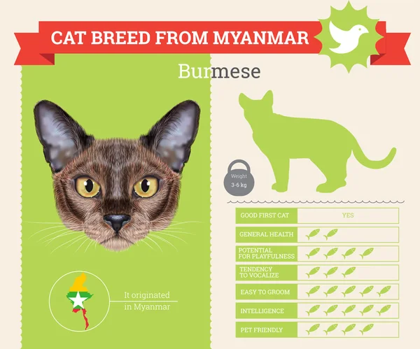 Burmese katt rasen vektor infographics — Stock vektor