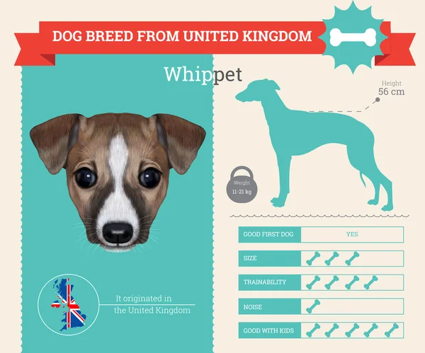 Ταχύπους σκύλος κυνοδρομίας σκύλο φυλής διάνυσμα infographics — Διανυσματικό Αρχείο
