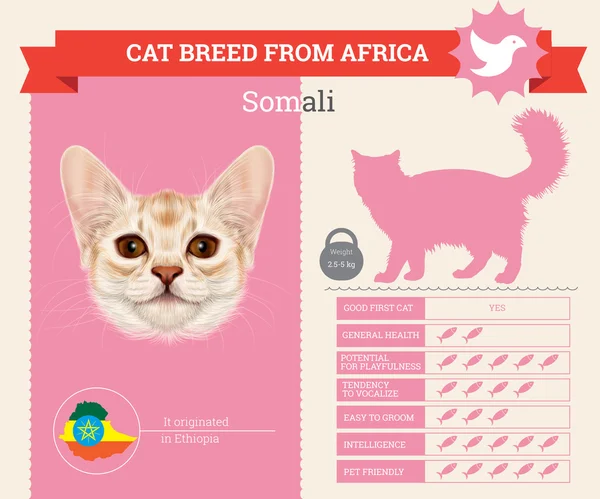 Infográficos vetoriais da raça Somali Cat —  Vetores de Stock