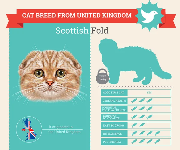 Escocês Fold Cat infográficos vetor raça —  Vetores de Stock
