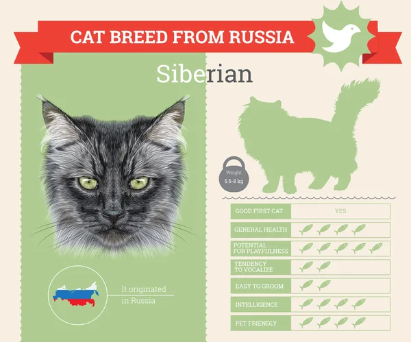 Siberian Cat infográficos vetor de raça —  Vetores de Stock