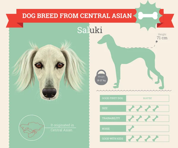 Saluki cão raça vetor infográficos — Vetor de Stock