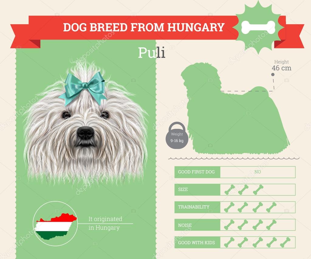 Puli dog breed vector infographics