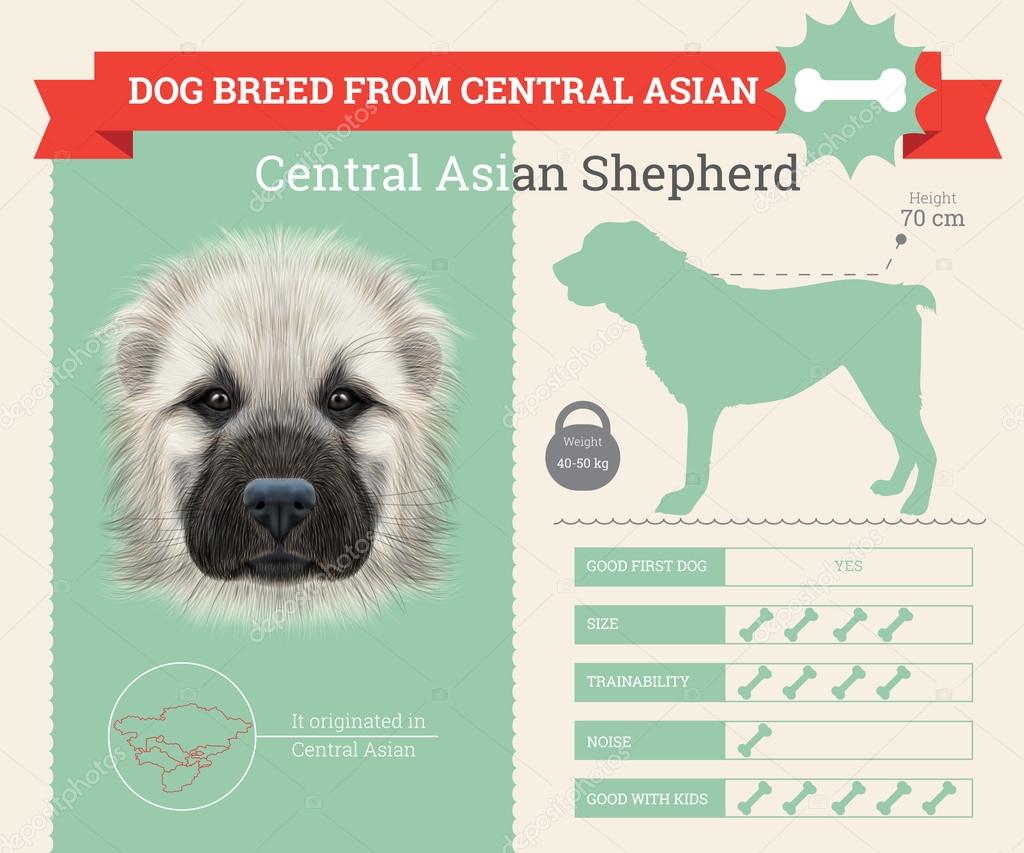 Central Asian Shepherd Dog breed vector infographics