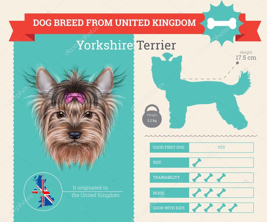 Yorkshire Terrier dog breed vector infographics