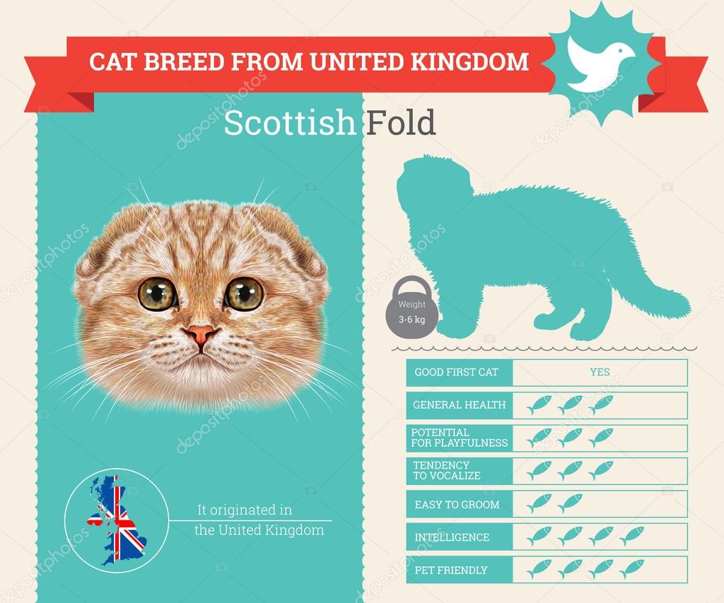 Scottish Fold Cat breed vector infographics