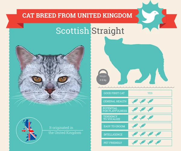 Infográficos vetoriais da raça Scottish Straight Cat —  Vetores de Stock