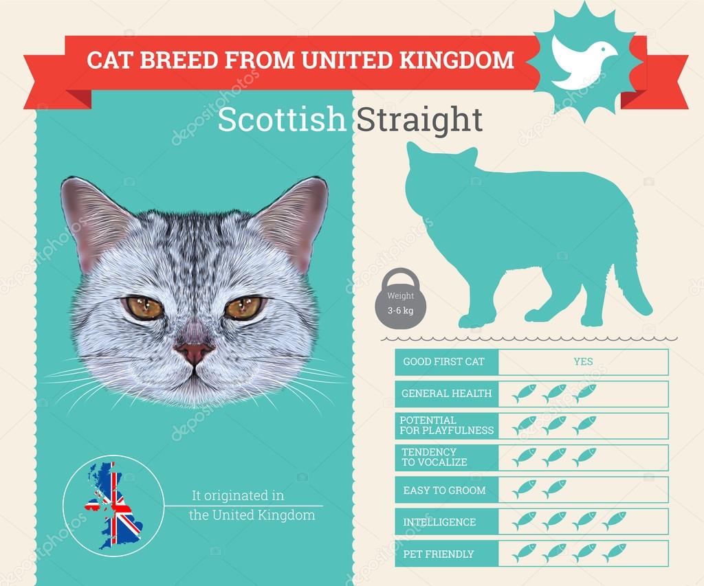 Scottish Straight Cat breed vector infographics