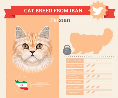 Farsça kedi doğurmak vektör infographics