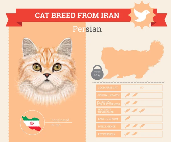 Perská kočka plemene vektorové grafiky — Stockový vektor