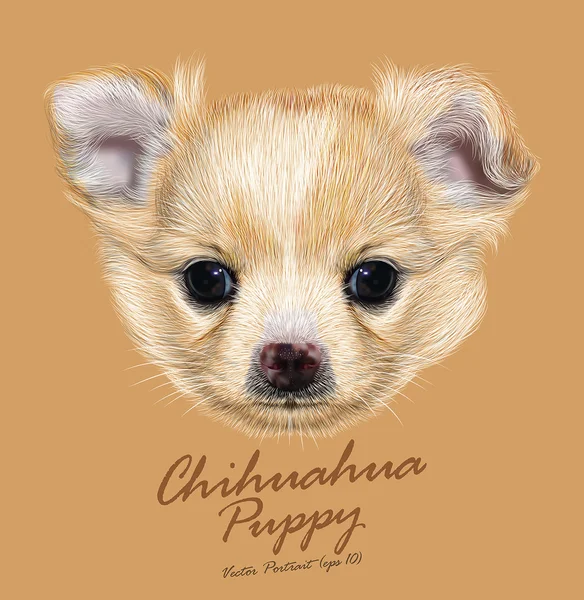 Chihuahua animal cão bonito rosto. Vetor de damasco manchado chihuahua retrato cabeça de cachorro. Retrato de pele realista de chihuahua de raça pura cachorrinho no fundo bege . — Vetor de Stock