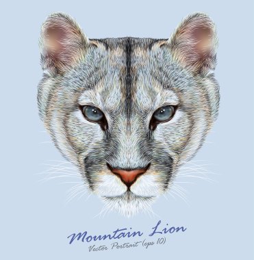 Mountain lion animal cute face. Vector American cougar head portrait. Realistic fur portrait of puma wildcat panther isolated on blue background. clipart