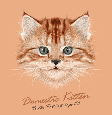 Yavru kedi hayvan sevimli yüzü. Vektör komik kedi baş portre. Gerçekçi kürk portre bej renkli arka plan üzerinde izole küçük kırmızı kedi.