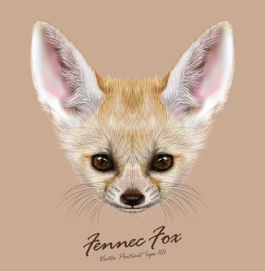 Çöl tilkisi fox hayvan sevimli yüzü. Asya, Afrika, Arap beyaz çöl tilkisi fox baş portre vektör. Çöl portresi gerçekçi kürk tilki üzerinde izole kahverengi arka plan.