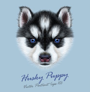 Husky hayvan köpek sevimli yüzü. Vektör Alaskan köpek yavrusu baş portre. Sibirya köpek mavi arka plan üzerinde gerçekçi kürk portre.