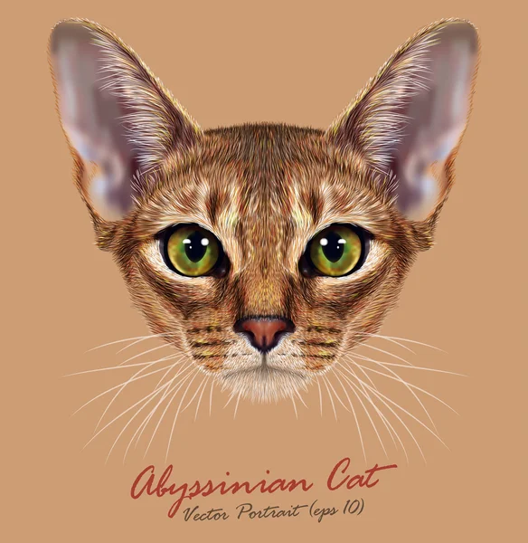 Abisinio pura raza gato animal lindo cara. Vector feliz ruddy retrato de cabeza de gatito abisinio. Retrato realista de piel de abisinio ojos verdes gatito aislado sobre fondo beige . — Vector de stock