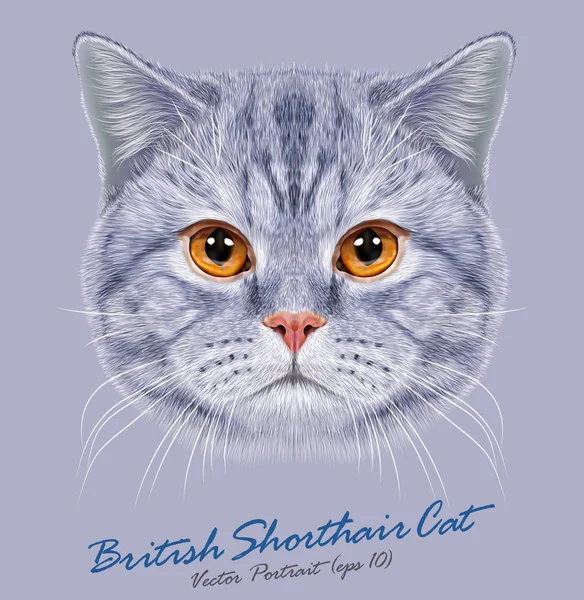 Británico taquigrafía gato animal lindo cara. Vector feliz patrón de rayas grises retrato de cabeza de gatito británico. Retrato realista de piel de gato británico ojos anaranjados aislado sobre fondo azul . — Archivo Imágenes Vectoriales