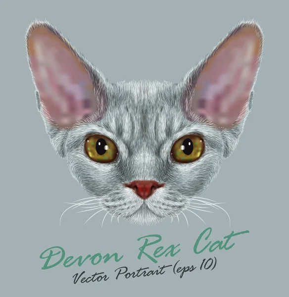 Devon Rex czystorasowych kot zwierzę ładny twarz. Vector srebrny Tabby Devon-Rex Kitten portret głowy. Realistyczne kręcone futro portret Devon Rex zielone oczy Kitty izolowane na szarym tle. — Wektor stockowy