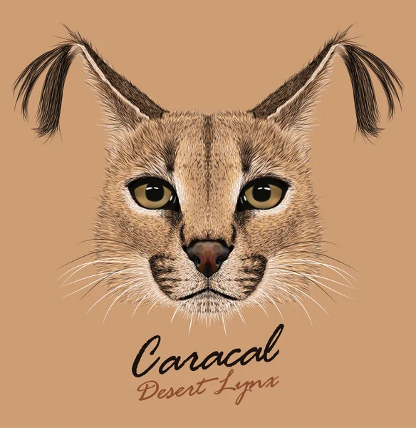 Caracal animal face. Vector African lynx cat head portrait. Realistic fur portrait of exotic caracal medium-sized cat isolated on beige background. — Stock Vector