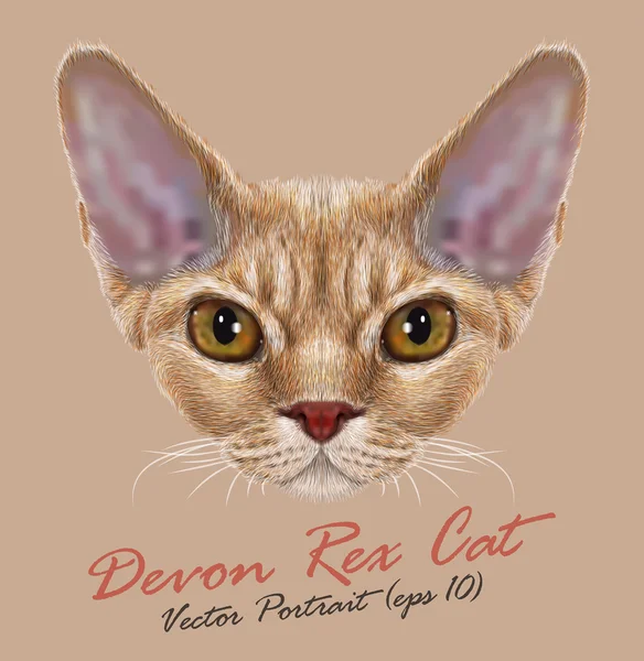 Devon Rex pura raza gato animal lindo cara. Vector naranja tabby devon-rex gatito cabeza retrato. Realista retrato de piel rizada de devon rex ojos amarillos gatito aislado sobre fondo beige . — Vector de stock