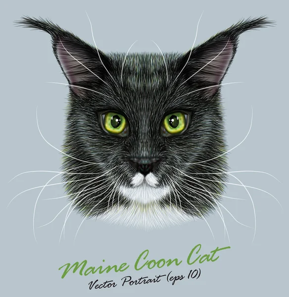 Maine Coon Katze Tier niedlich Gesicht. Vektor glückliches schwarz-weißes Katzenkopfporträt. realistische zweifarbige Pelz Porträt der amerikanischen Langhaar Maine Coon Kitty isoliert auf grauem Hintergrund. — Stockvektor