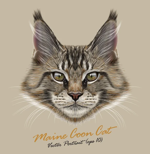 Maine coon gato animal linda cara. Vector feliz gris tabby gatito cabeza retrato. Realista retrato de piel gris de pelo largo americano maine coon kitty aislado sobre fondo beige . — Vector de stock