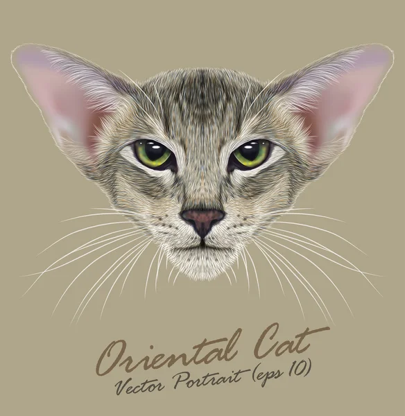 Ανατολίτικα καθαρόαιμο ζώο γάτας χαριτωμένο πρόσωπο. Με το ίδιο μέτωπο. Ρεαλιστική γούνα πορτρέτο του ανατολίτικα πράσινα μάτια γατούλα απομονωθεί σε χακί φόντο. — Διανυσματικό Αρχείο