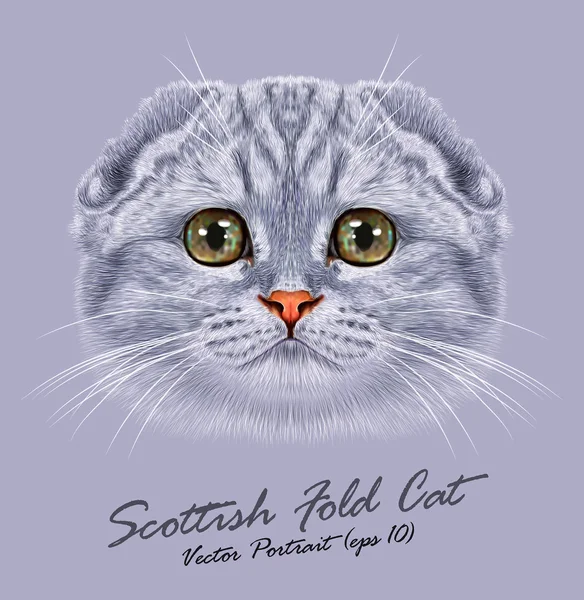 Scottish fold cat animal cute face. Vector happy silver tabby stripe pattern Scottish fold kitten head portrait. Realistic fur portrait of scottish green eyes kitty isolated on grey background. — Stock Vector