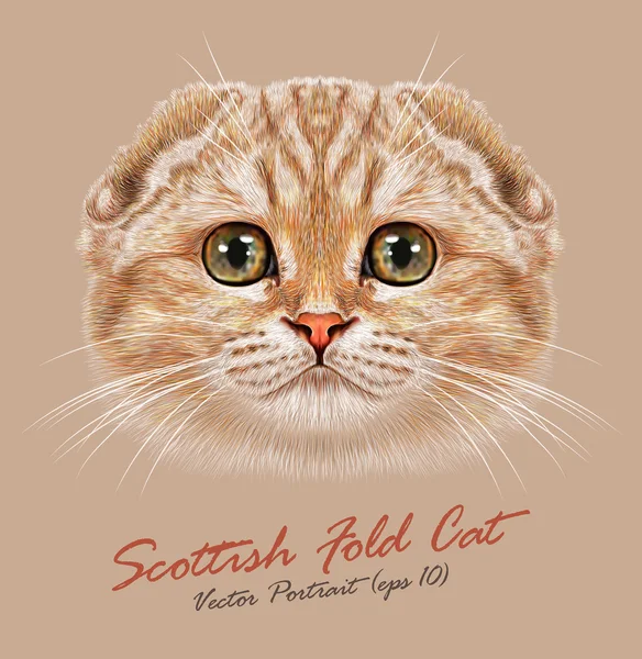 Schotse vouwen kat dier schattig gezicht. Vector Happy Orange Peach tabby streep patroon Schotse vouwen kitten hoofd portret. Realistisch bont portret van Schotse groene ogen Kitty geïsoleerd op beige achtergrond. — Stockvector