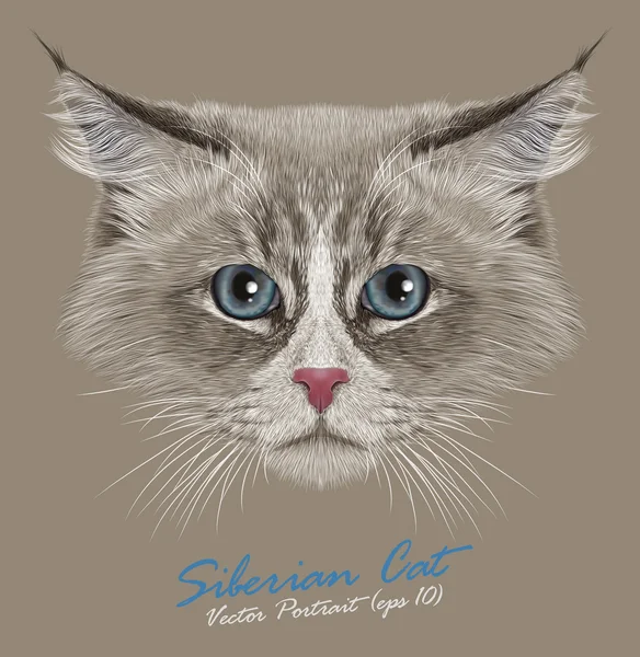 Szibériai macska, állat, aranyos arca. Illusztrált vicces Neva masquerade cica fej portré. Reális szőr portréja szibériai kék szemű kitty elszigetelt bézs háttér. — Stock Vector