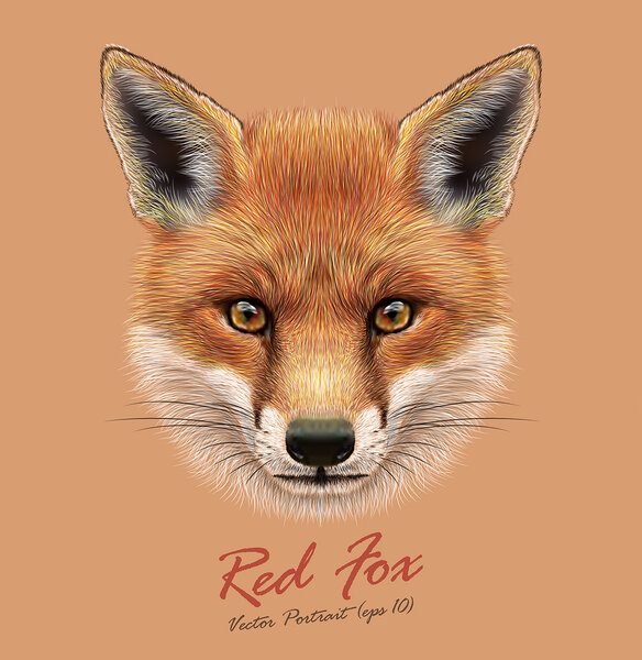 Лицо животного. Векторно-рыжая голова. Реалистичный зимний мех красный лиса портрет на оранжевом фоне
.