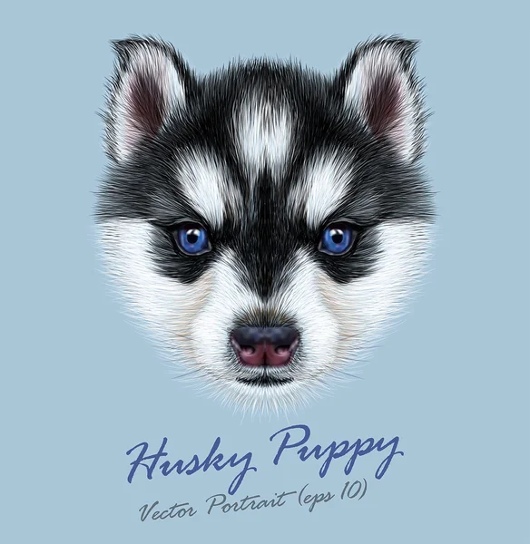 Husky pies zwierzę ładny twarz. Wektor Alaskan portret głową szczeniaka. Futro realistyczny portret psa Siberian na niebieskim tle. — Wektor stockowy