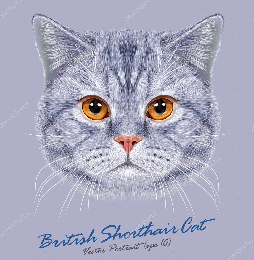 브리티시 쇼트헤어 고양이 동물 귀여운 얼굴. 벡터 행복 회색 스트라이프 패턴 영국 고양이 머리 초상화. 영국 오렌지 눈 고양이 파란색  배경에 고립의 현실적인 모피 초상화. 스톡 벡터 - ©ant_art 82671728, image size:998x1024