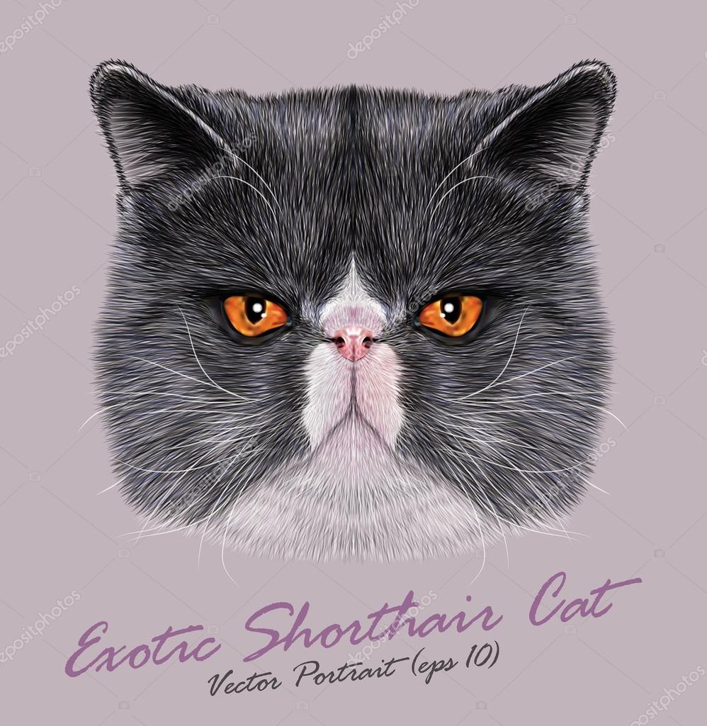 Grey And White Exotic Shorthair Exotic Shorthair Cat Animal Cute