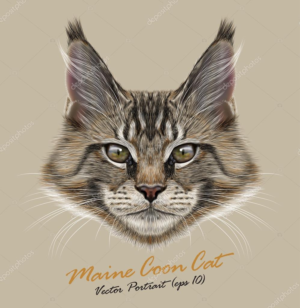 Maine Coon Chat Animal Mignon Visage Portrait De Tête De