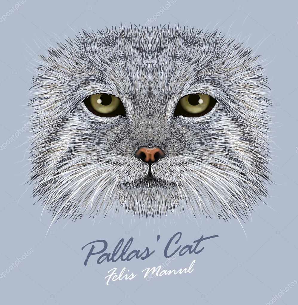 팔라스 고양이 동물 얼굴. 벡터 아시아 러시아 산 Manul 고양이 머리 초상화. 야생 otocolobus manul 고양이 파란색  배경에 고립의 현실적인 모피 초상화. 스톡 벡터 - ©ant_art 82674250, image size:998x1024