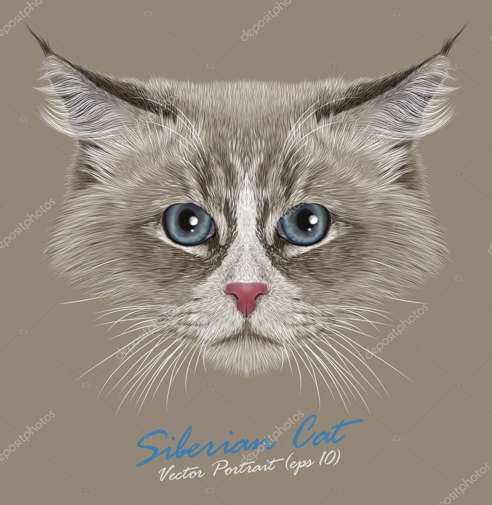 Siberian kedi hayvan sevimli yüzü. Resimli komik Neva maskeli yavru