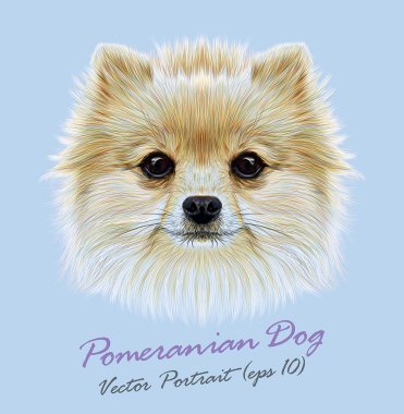 Pomeranian spitz köpek hayvan sevimli yüzü. Vektör komik köpek yavrusu baş portre. Pomeranian köpek üzerinde mavi arka plan izole gerçekçi kürk portre.