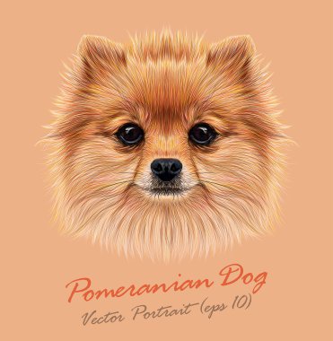Pomeranian spitz köpek hayvan sevimli yüzü. Vektör komik köpek yavrusu baş portre. Pomeranian köpek bej renkli arka plan üzerinde izole gerçekçi kürk portre.