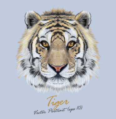 Mavi arka plan üzerinde bir Tiger portresi vektör