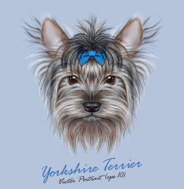 Yorkshire terrier köpek hayvan sevimli yüzü. Vektör çok güzel mutlu Yorkshire kız köpek yavrusu baş portre ile yay aksesuar. Gerçekçi komik kürk portre üzerinde mavi arka plan izole Yorkshire köpek.