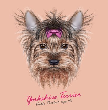 Yorkshire terrier köpek hayvan sevimli yüzü. Vektör çok güzel mutlu Yorkshire kız köpek yavrusu baş portre ile yay aksesuar. Bej renkli arka plan üzerinde izole Yorkshire köpek gerçekçi komik kürk portre.
