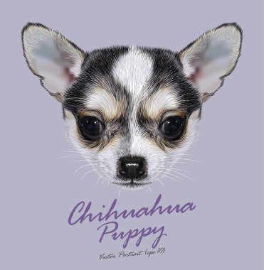 Chihuahua hayvan köpek sevimli yüzü. Vektör siyah beyaz benekli chihuahua köpek yavrusu baş portre. Safkan chihuahua köpek mavi arka plan üzerinde gerçekçi kürk portre.