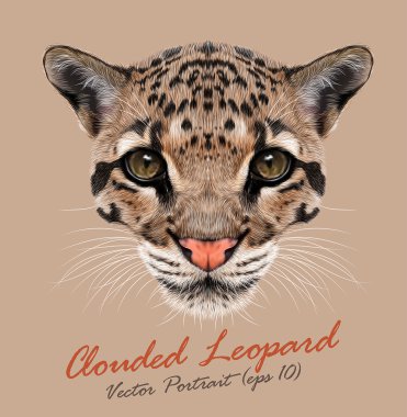 Bulutlu leopar hayvan yüz. Asya, Çinhindi, Malezya büyük kedi baş portre vektör. Clouded leopar evcil hayvan gerçekçi kürk. Yaban kedisi gözünde yırtıcı hayvan. Bej renkli arka plan üzerinde izole büyük kedi kafa.