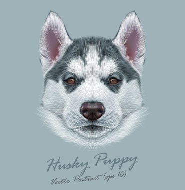 Husky hayvan köpek sevimli yüzü. Vektör Alaskan köpek yavrusu baş portre. Sibirya köpek gri arka plan üzerinde gerçekçi kürk portre.