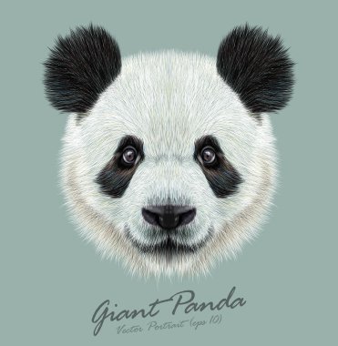 Panda hayvan sevimli yüzü. Vektör Asya ayı baş portre. Mavi arka plan bambu hayvan portresi gerçekçi kürk.
