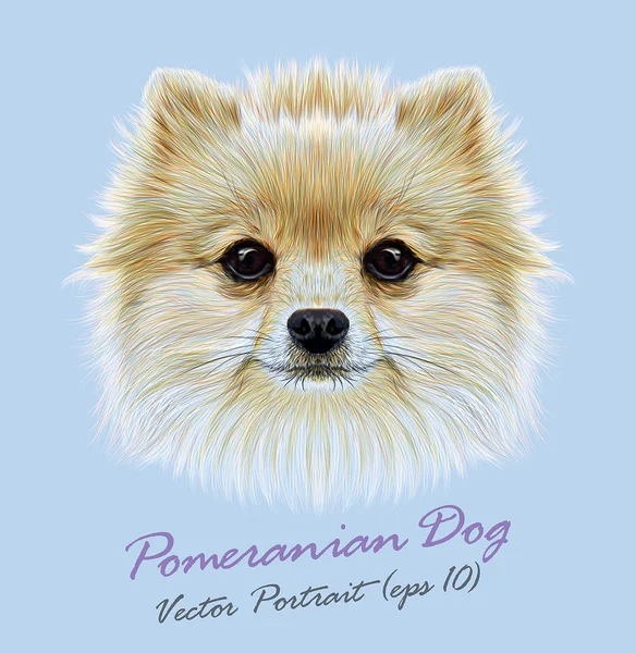 Pomeranian spitz hund djur söta ansikte. Vector roliga valp huvud porträtt. Realistiska fur porträtt av Pomeranian hund isolerad på blå bakgrund. — Stock vektor