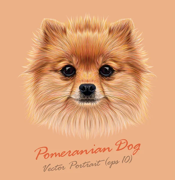 Pomeranian spitz hund djur söta ansikte. Vector roliga valp huvud porträtt. Realistiska fur porträtt av Pomeranian hund isolerad på beige bakgrund. — Stock vektor