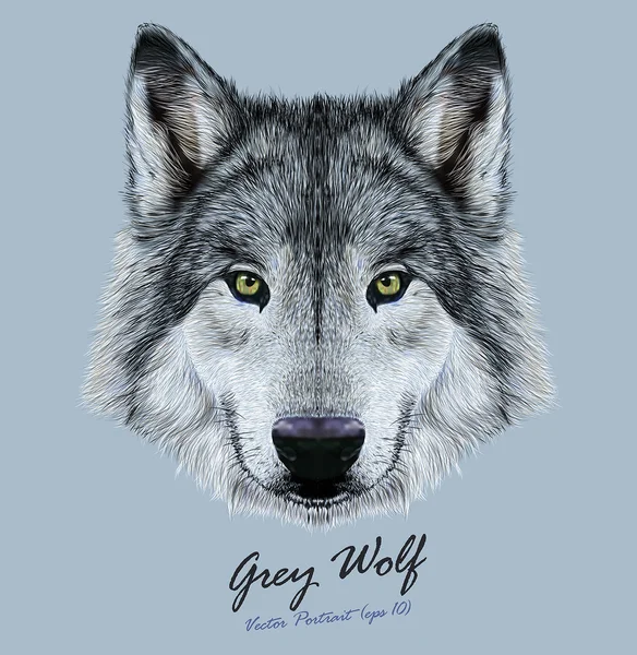Cara de animal lobo. Cabeza gris aterradora. Retrato realista de lobo salvaje gris piel sobre fondo azul . — Vector de stock