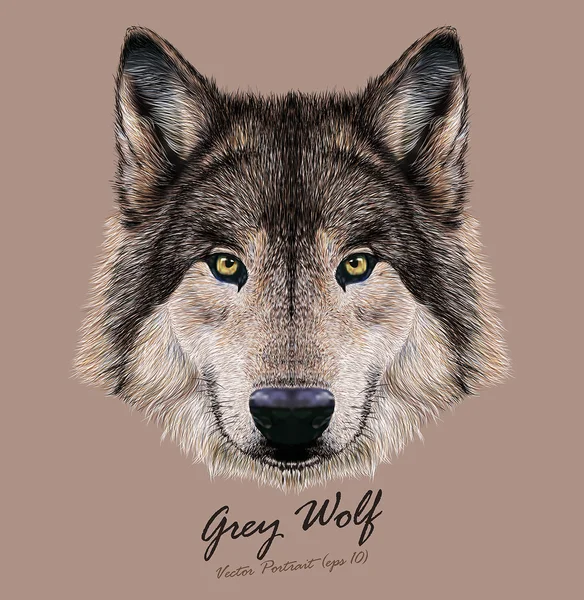 Visage de loup. Tête grise effrayante. Portrait réaliste de loup sauvage gris fourrure sur fond beige . — Image vectorielle